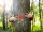 Tree Hugging - Love Nature - Child Hug The Trunk With Red Heart Shape